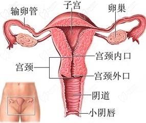 變性手術(shù)整形醫(yī)院問詢免費(fèi)平臺